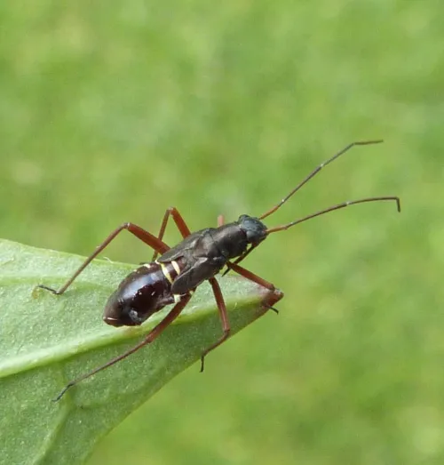 Fine Streaked Bugkin - photo 6