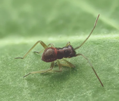 Fine Streaked Bugkin - photo 7