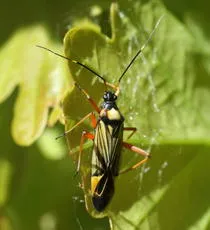 Fine Streaked Bugkin - photo 8