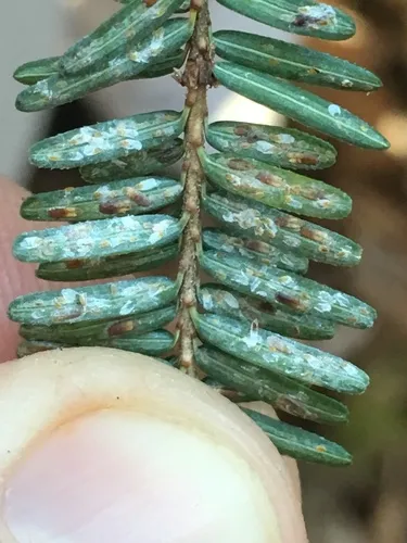 Elongate Hemlock Scale - Fiorinia externa