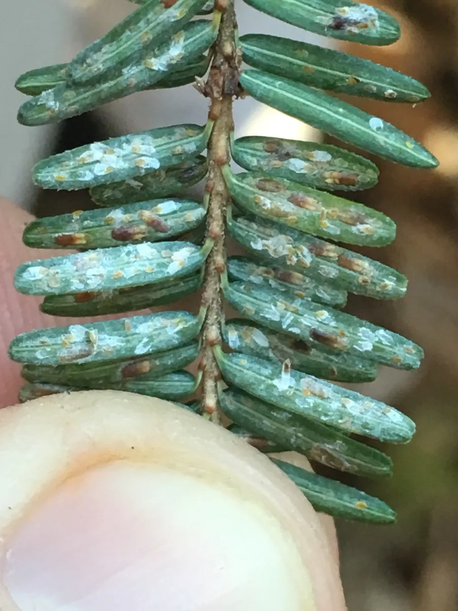 Elongate Hemlock Scale - photo 3