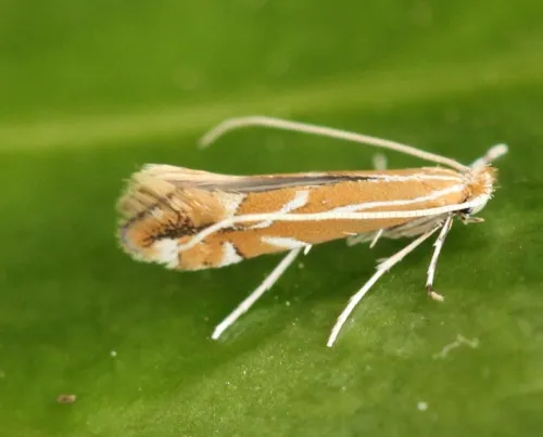 Firethorn Leaf Miner