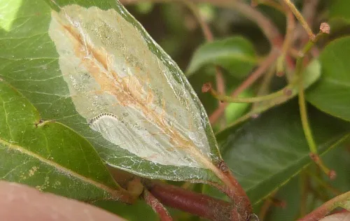 Firethorn Leaf Miner - photo 2
