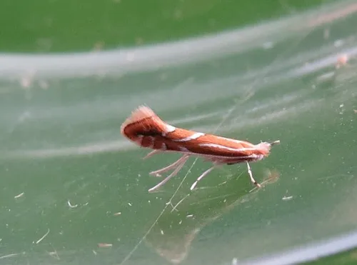 Firethorn Leaf Miner - photo 3