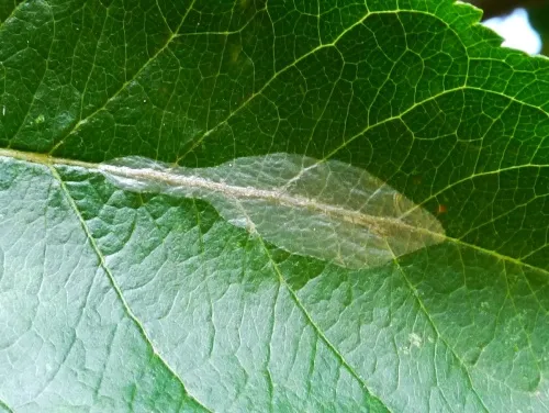 Firethorn Leaf Miner - photo 4