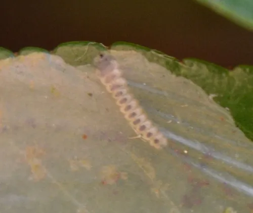 Firethorn Leaf Miner - photo 5