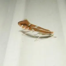 Firethorn Leaf Miner - photo 6