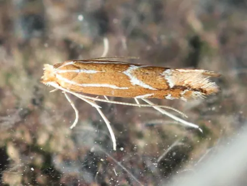 Firethorn Leaf Miner - photo 7
