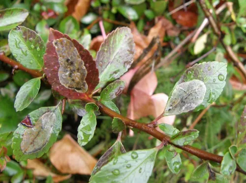 Firethorn Leaf Miner - photo 8