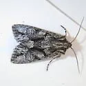 Fishia connecta - Hodges#9971