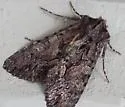 Fishia connecta - Hodges#9971 - photo 2