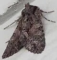 Fishia connecta - Hodges#9971 - photo 3