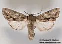 Fishia connecta - Hodges#9971 - photo 4