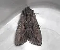 Fishia discors - Hodges#9970