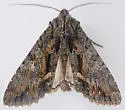 Fishia discors - Hodges#9970 - photo 4