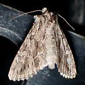 Fishia dispar - Hodges#9568