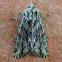 Fishia nigrescens - Hodges#9972.1