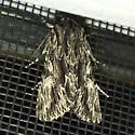 Fishia nigrescens - Hodges#9972.1 - photo 2
