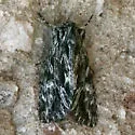 Fishia nigrescens - Hodges#9972.1 - photo 3