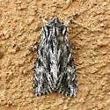 Fishia nigrescens - Hodges#9972.1 - photo 4