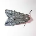 Dark Grey Fishia - Hodges#9972