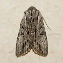 Dark Grey Fishia - Hodges#9972 - photo 2