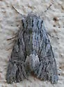 Dark Grey Fishia - Hodges#9972 - photo 3