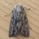 Dark Grey Fishia - Hodges#9972 - photo 4