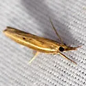 Carpet-grass Webworm Moth - Hodges#5433