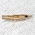 Carpet-grass Webworm Moth - Hodges#5433 - photo 2