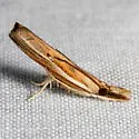 Carpet-grass Webworm Moth - Hodges#5433 - photo 3