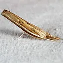 Carpet-grass Webworm Moth - Hodges#5433 - photo 4