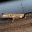 Fissicrambus hemiochrellus - Hodges#5434