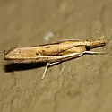 Fissicrambus hemiochrellus - Hodges#5434 - photo 2