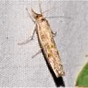Fissicrambus hemiochrellus - Hodges#5434 - photo 4
