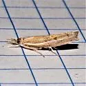 Fissicrambus hemiochrellus - Hodges#5434 - photo 5