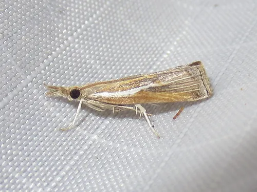Fissicrambus intermedius - Hodges#5432