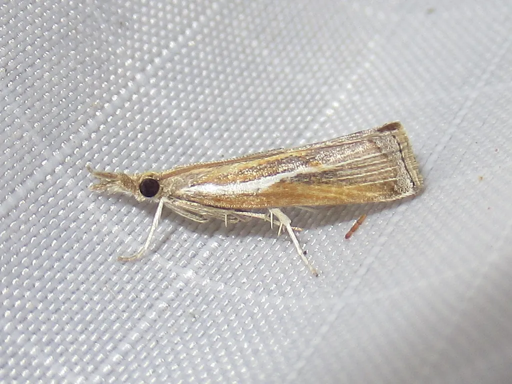 Fissicrambus intermedius - Hodges#5432 - photo 2