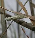 Fissicrambus minuellus - Hodges#5437