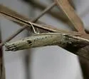 Fissicrambus minuellus - Hodges#5437 - photo 2