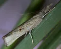 Fissicrambus minuellus - Hodges#5437 - photo 3