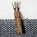 Fissicrambus profanellus - Hodges#5431