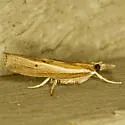 Fissicrambus profanellus - Hodges#5431 - photo 2