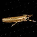 Fissicrambus profanellus - Hodges#5431 - photo 3