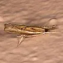 Fissicrambus profanellus - Hodges#5431 - photo 4