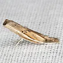 Fissicrambus profanellus - Hodges#5431 - photo 5
