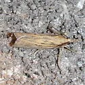 Fissicrambus quadrinotellus - Hodges#5385
