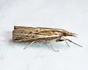 Fissicrambus quadrinotellus - Hodges#5385 - photo 3