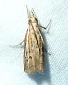 Fissicrambus quadrinotellus - Hodges#5385 - photo 4