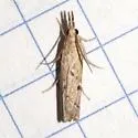 Fissicrambus quadrinotellus - Hodges#5385 - photo 5